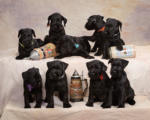 Wunderkind's Oktoberfest Litter